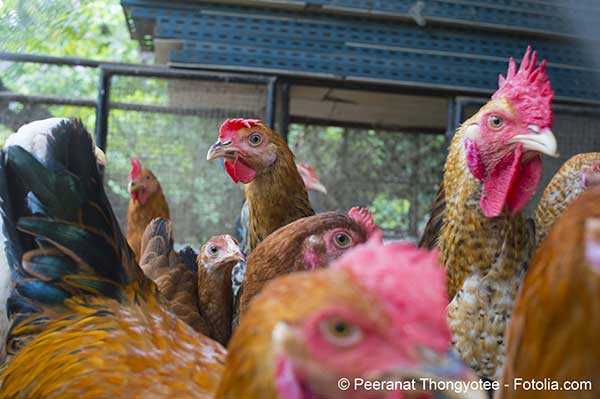 La protection contre la grippe aviaire découverte en Dordogne s’intensifie