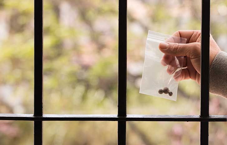 Une tude traite de lusage de la drogue en milieu carcral