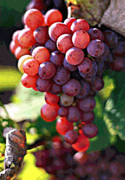 La viticulture abuse des pesticides et d
