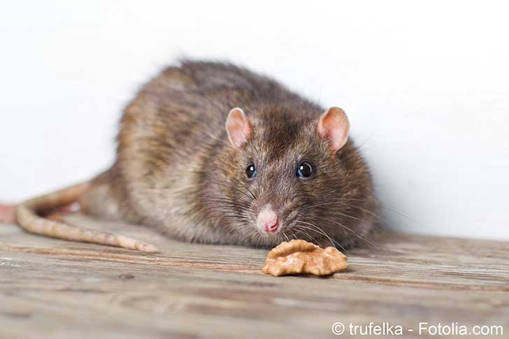 Anne Hidalgo compte sur les rats pour nettoyer Paris (par RiskAssur ...