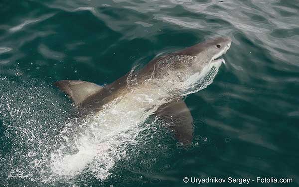 A la Runion les pouvoirs publics sont confronts  la lutte contre les requins