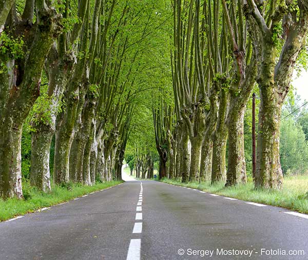 Securite oblige adieu aux derniers platanes le long des routes de France (par RiskAssur édité
