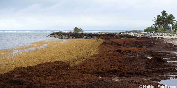 Le développement des algues brunes serait lié au changement climatique