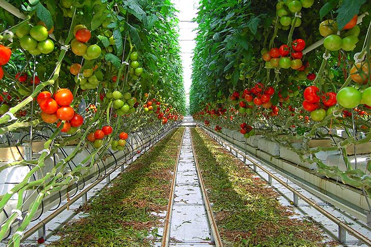 Lindustrie du bio fait pousser en toute saison des fruits et lgumes dans des serres chauffes aux nergies fossiles