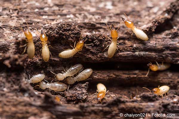 Le diagnostiqueur qui n’avait pas repéré les termites doit payer pour son erreur