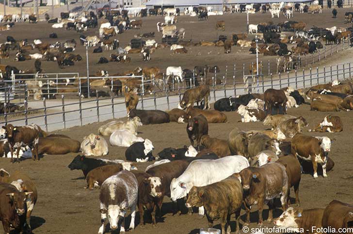 La production bovine devrait baisser à l’avenir de plus de la moitié partout