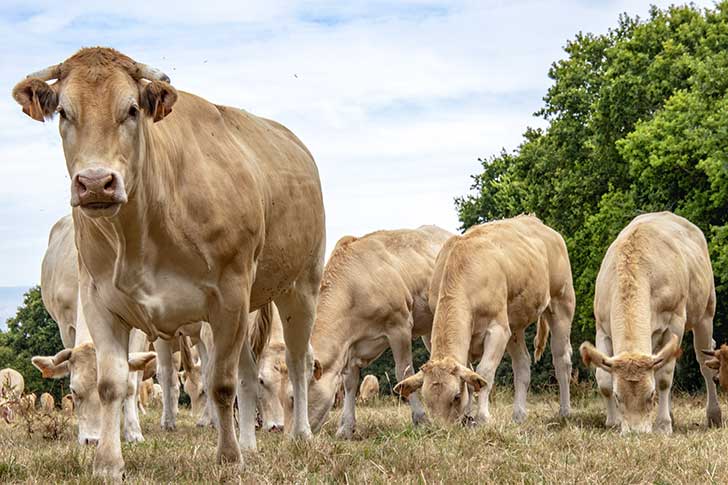 Les leveurs doivent faire face au dfi du rchauffement climatique