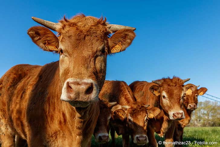 Le CETA et les leveurs de bovins