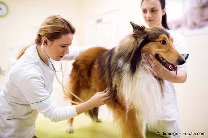 Lassurance sant des animaux est un crneau  creuser par les assureurs