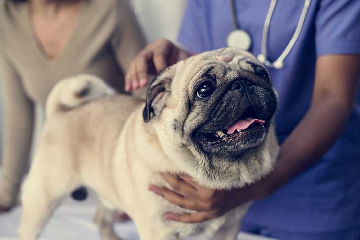 Assurance sant de nos animaux domestiques