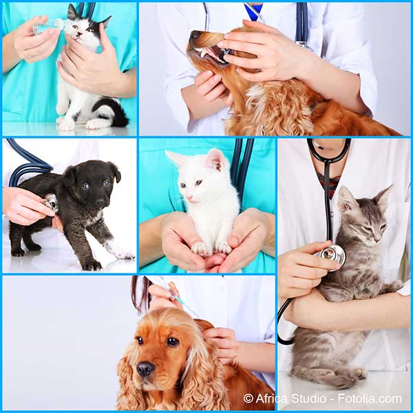 Les frais de santé des chats et des chiens