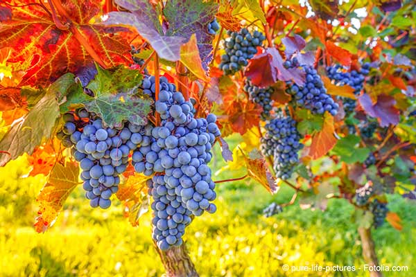 Vigne et rchauffement climatique