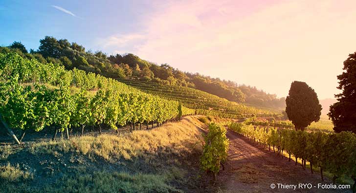 Le rchauffement climatique menace lavenir des vignes